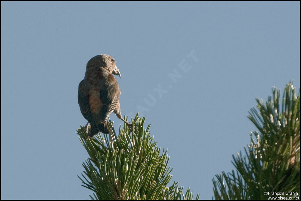 Red Crossbill male adult