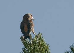 Red Crossbill