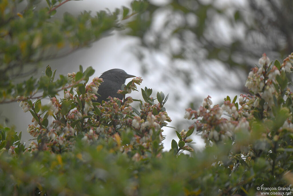 Peg-billed Finch