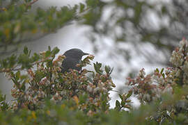 Peg-billed Finch