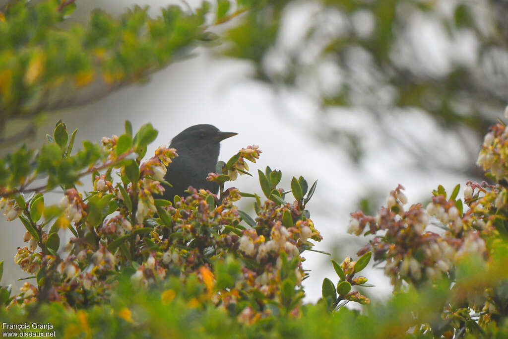 Peg-billed Finch