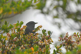 Peg-billed Finch