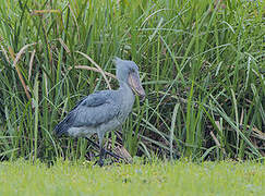 Shoebill