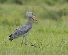 Shoebill