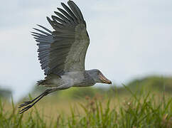 Shoebill