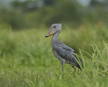 Shoebill