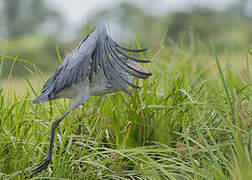 Shoebill