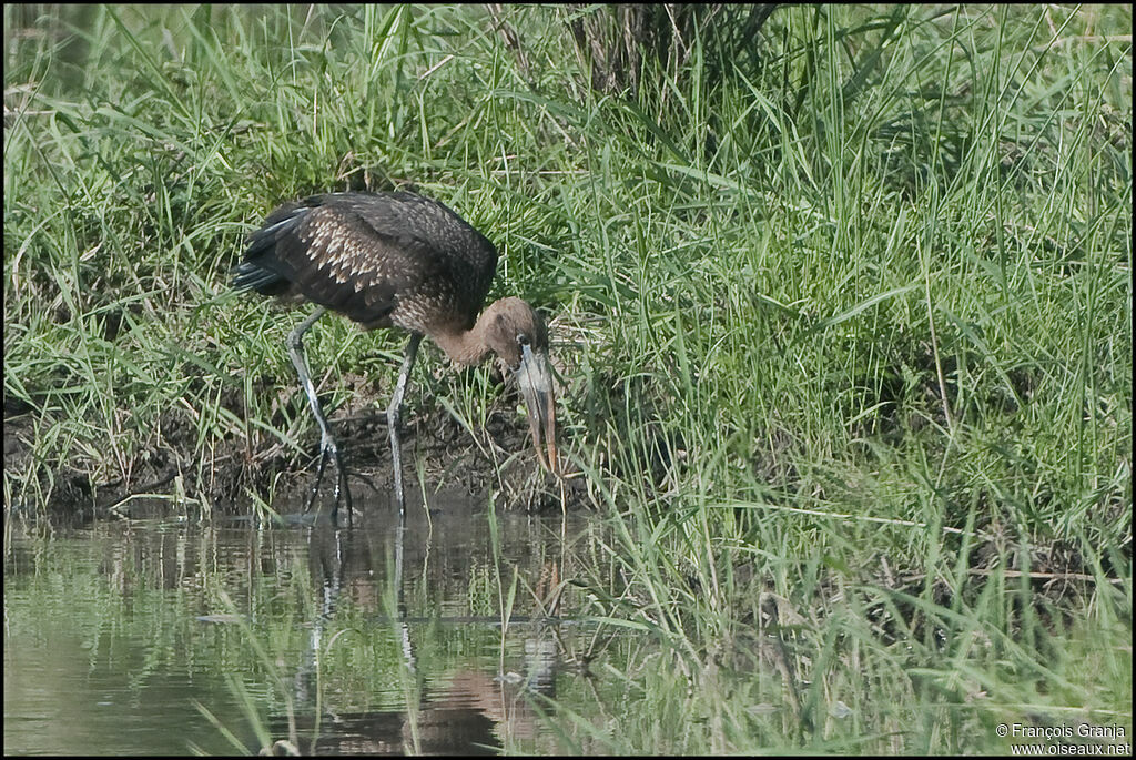 African Openbill