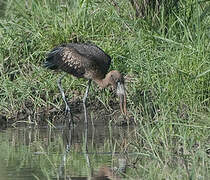 African Openbill