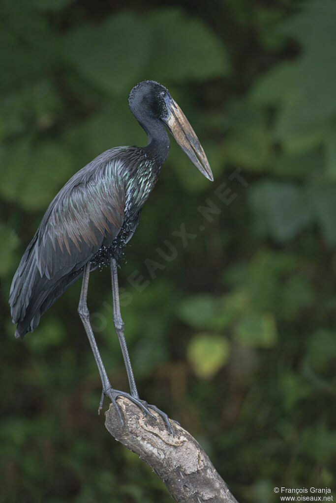 African Openbilladult