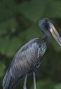 African Openbill