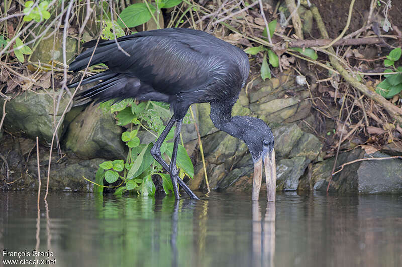 Bec-ouvert africainadulte, pêche/chasse