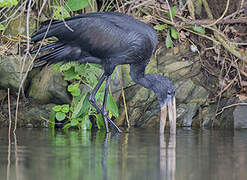 African Openbill