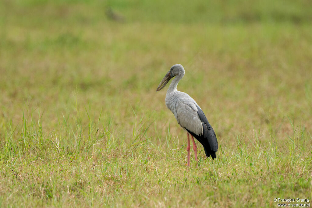 Asian Openbill