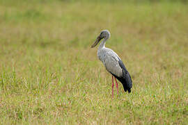 Asian Openbill