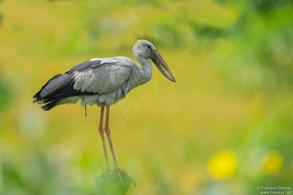 Asian Openbill