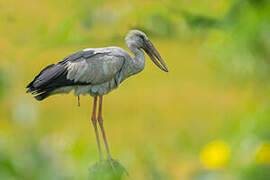 Asian Openbill