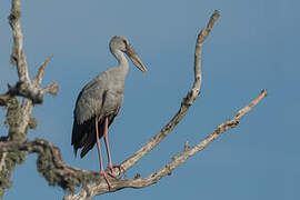 Asian Openbill