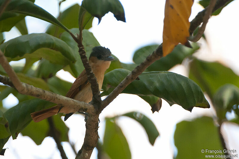 Rose-throated Becardadult