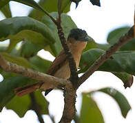 Rose-throated Becard