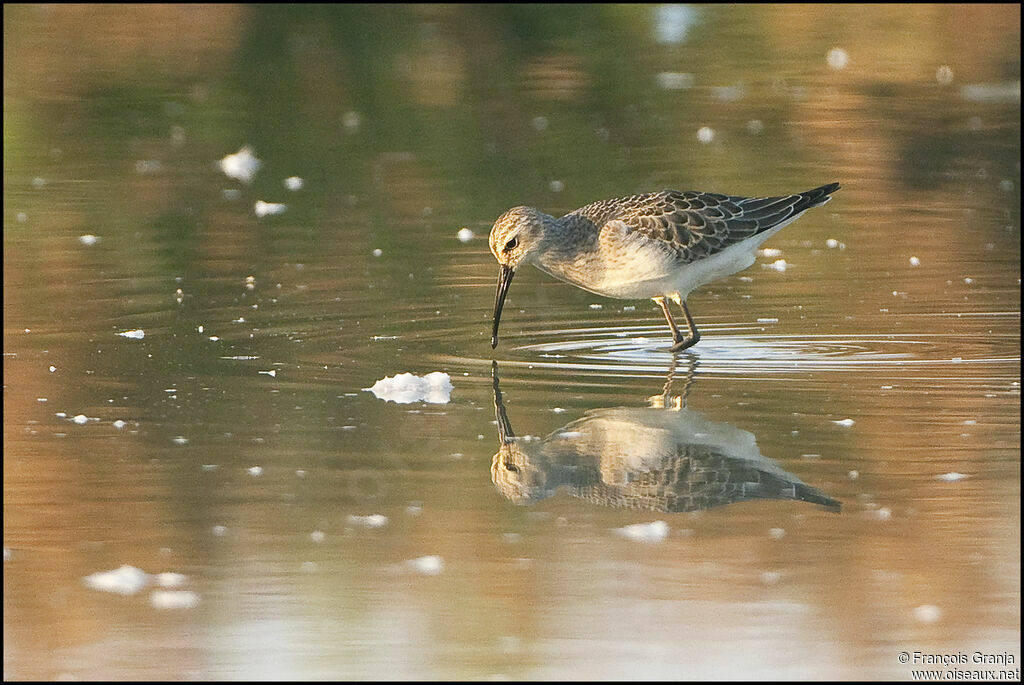 Curlew Sandpiperadult