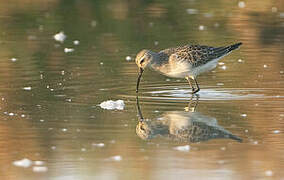 Curlew Sandpiper