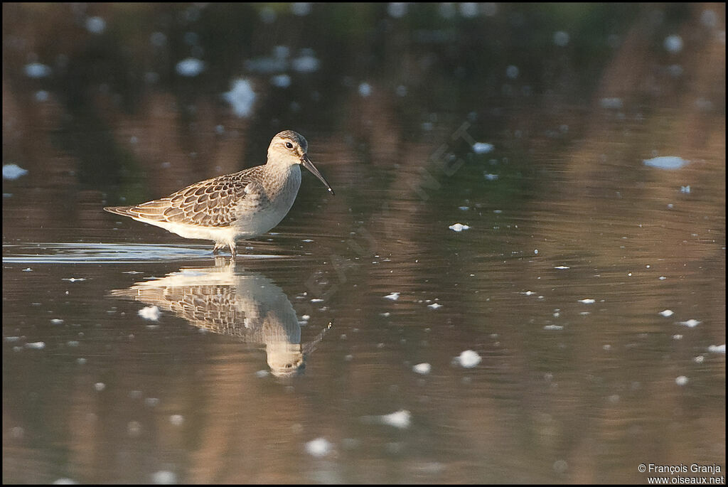 Curlew Sandpiperadult