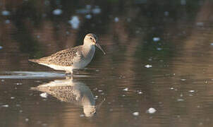 Curlew Sandpiper