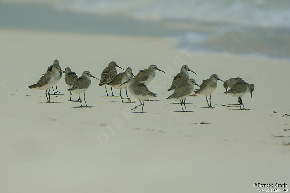 Curlew Sandpiperadult