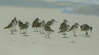 Curlew Sandpiper