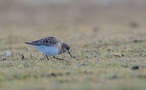 Baird's Sandpiper