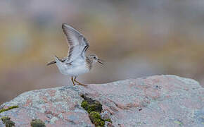 Temminck's Stint