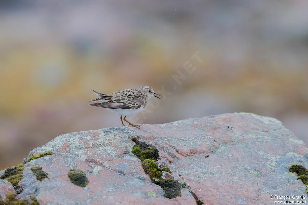 Temminck's Stint