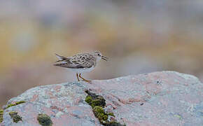 Temminck's Stint