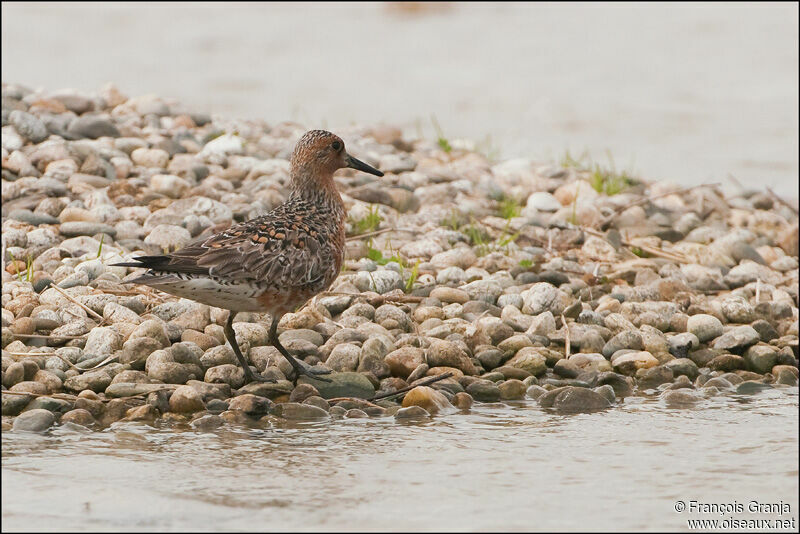 Red Knotadult breeding