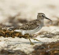 Least Sandpiper