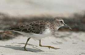 Least Sandpiper