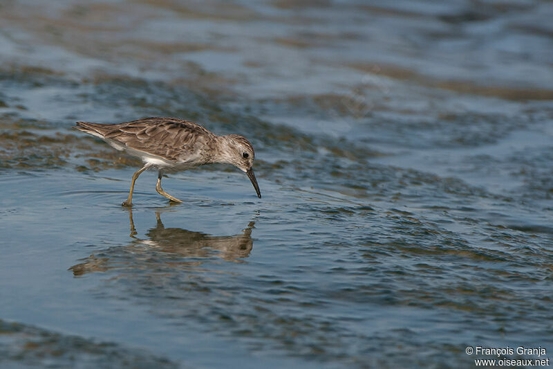 Least Sandpiper