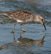 Least Sandpiper