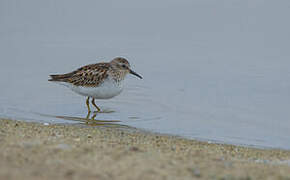 Least Sandpiper