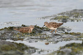 Least Sandpiper