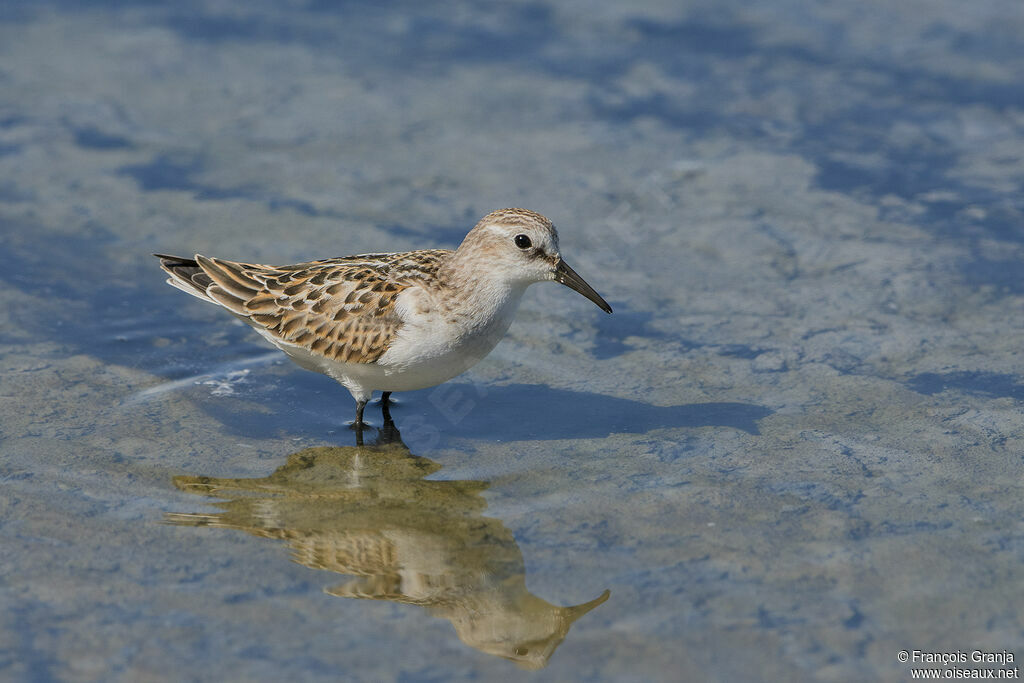 Little Stint