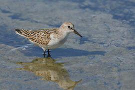 Little Stint