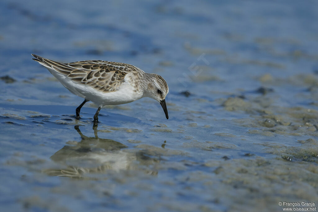 Little Stint