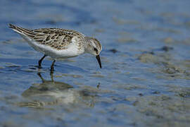 Little Stint