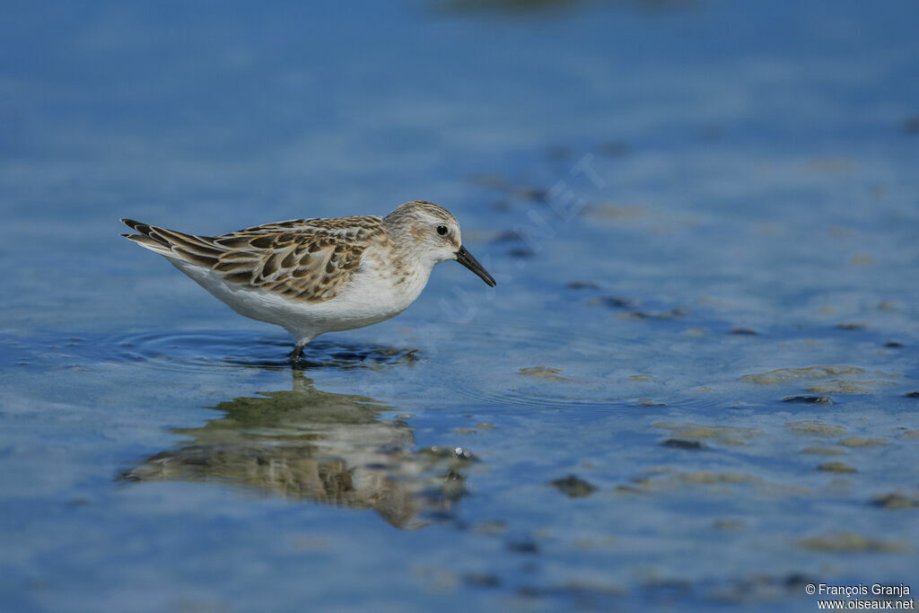 Little Stint