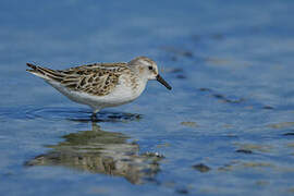 Little Stint