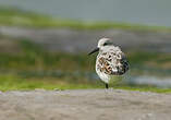 Bécasseau sanderling