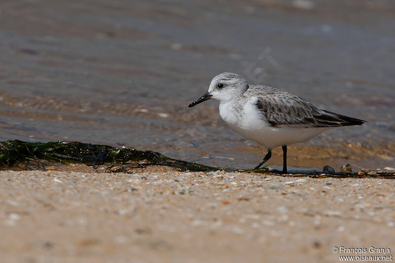 Sanderling