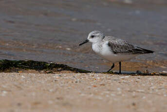 Bécasseau sanderling